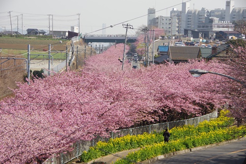 三浦海岸の河津桜