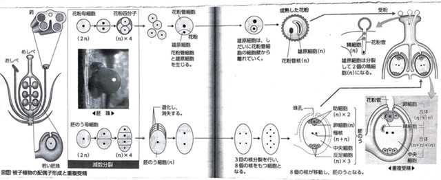 生物 植物の発生 | とある大学生の成長日記 - 楽天ブログ