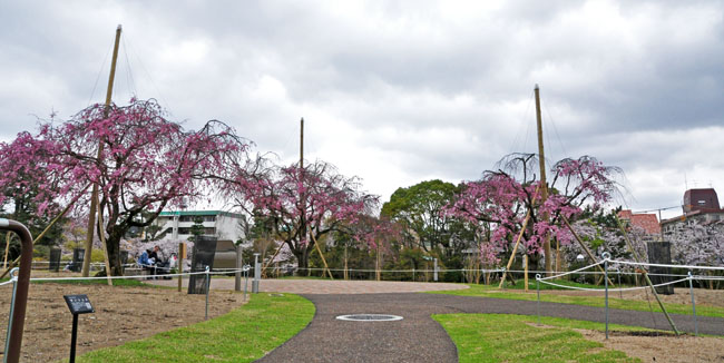 桜６