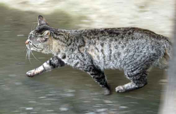 我が家のニャンコ♪2013/3/17-2