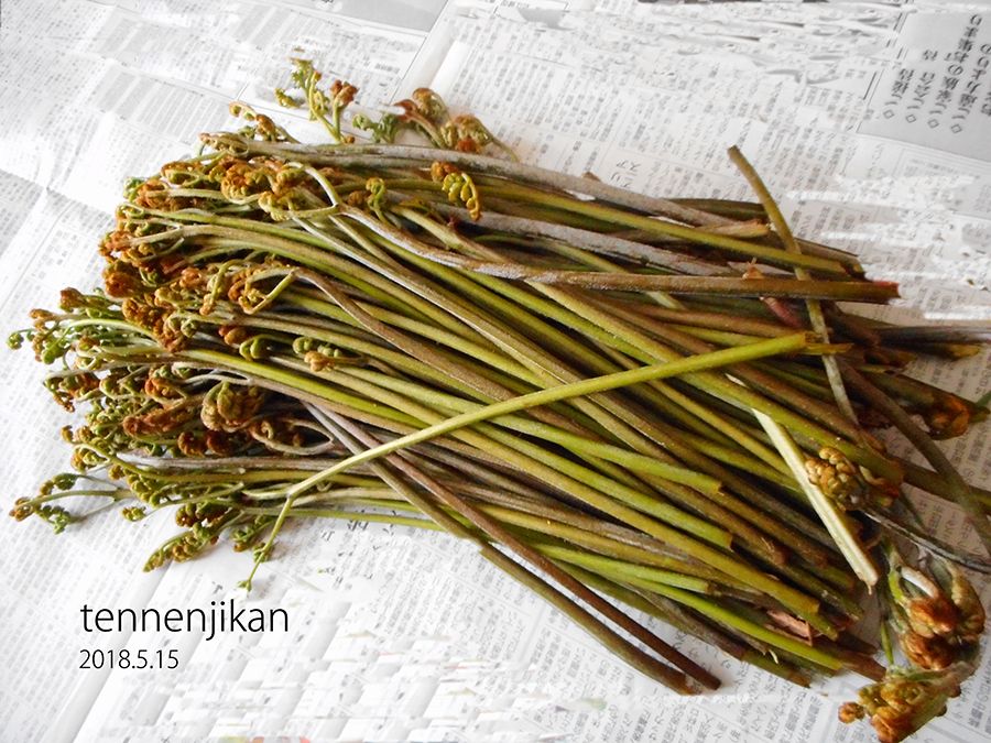 わらび 天然時間 楽天ブログ