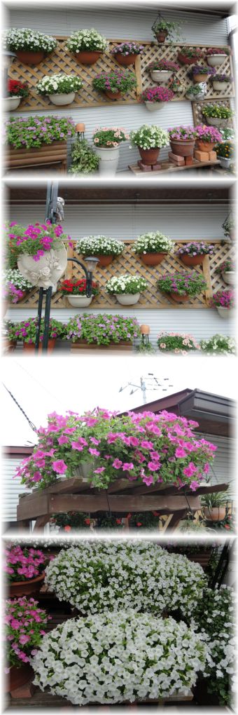 今日のマイガーデン