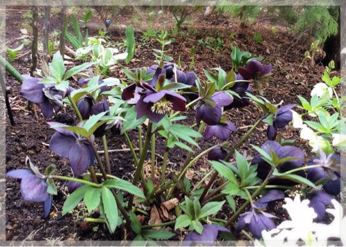 クリスマスローズ