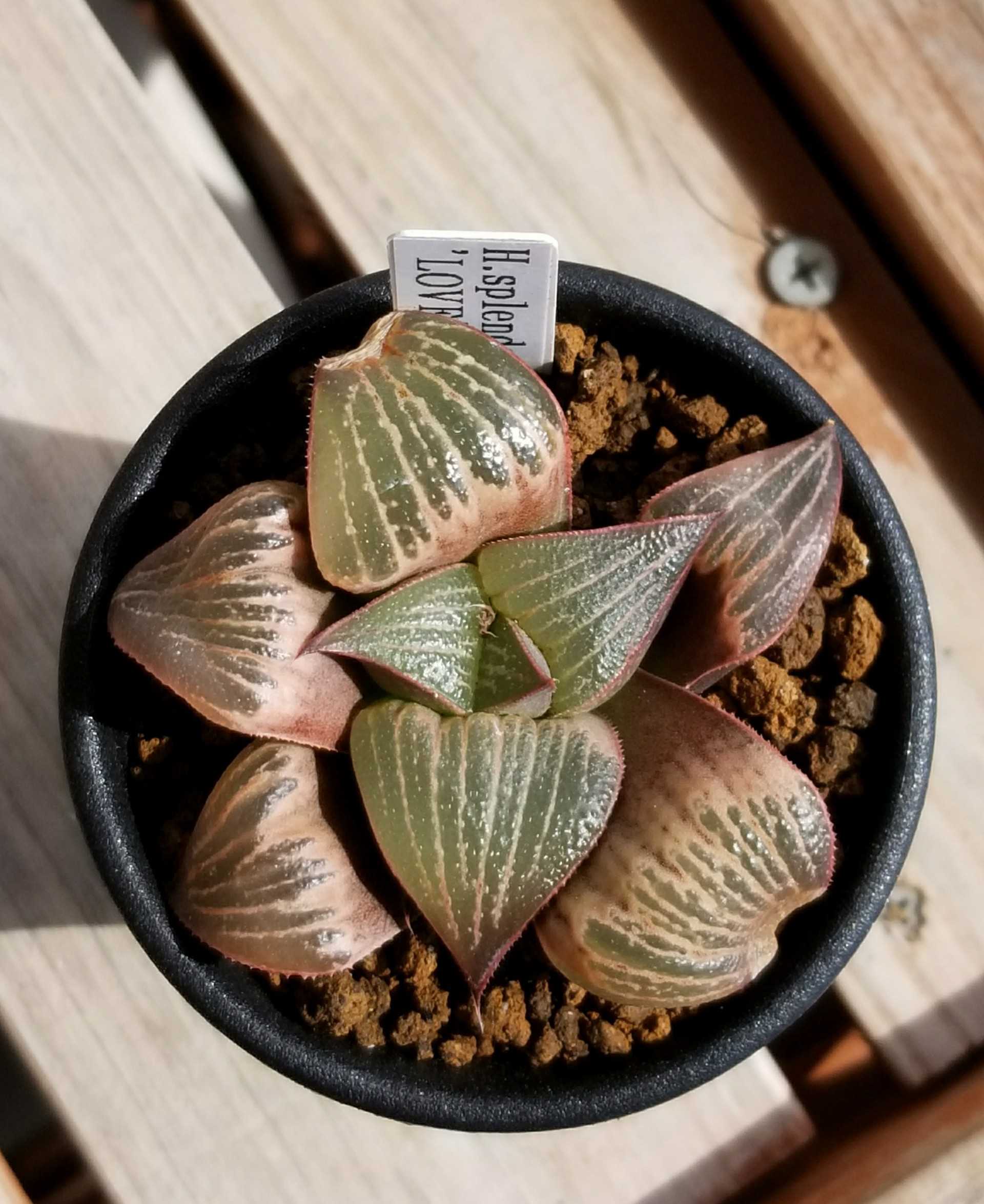 ≧∇≦）多肉植物 ハオルチア コレクタ錦×裏般若 裏窓無し 中株 極上斑
