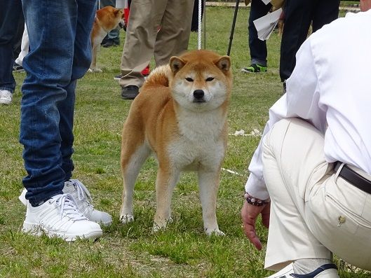 6ページ目の 展覧会 日本犬保存会 柴楽日記 楽天ブログ