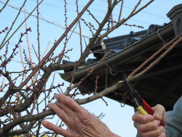 先端の徒長枝の剪除（梅の冬季剪定）