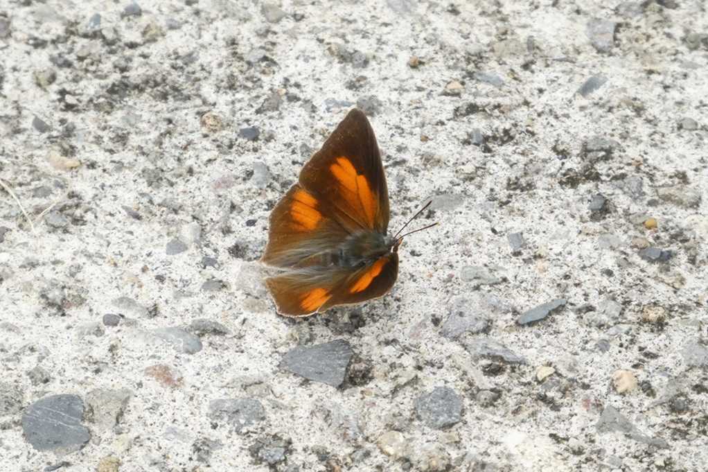 515