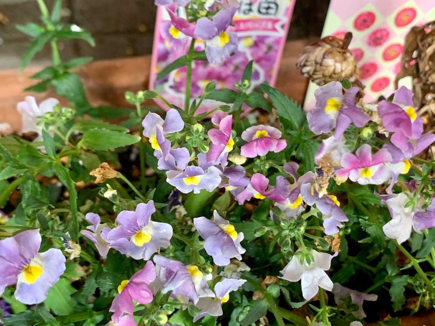 うちの花の撮影 宿根ネメシア レウイシア オステオスペルマム イベリス ノースポール ヒナソウ プリムラジュリアン アザレア 久留米つつじ クレマチスアンドロメダなど Music Land 私の庭の花たち 楽天ブログ うちの花の撮影 宿根ネメシア レウイシア オステオスペルマム イベリス ノースポール ヒナソウ プリムラジュリアン アザレア 久留米つつじ クレマチスアンドロメダなど Music Land 私の庭の花たち 楽天ブログ