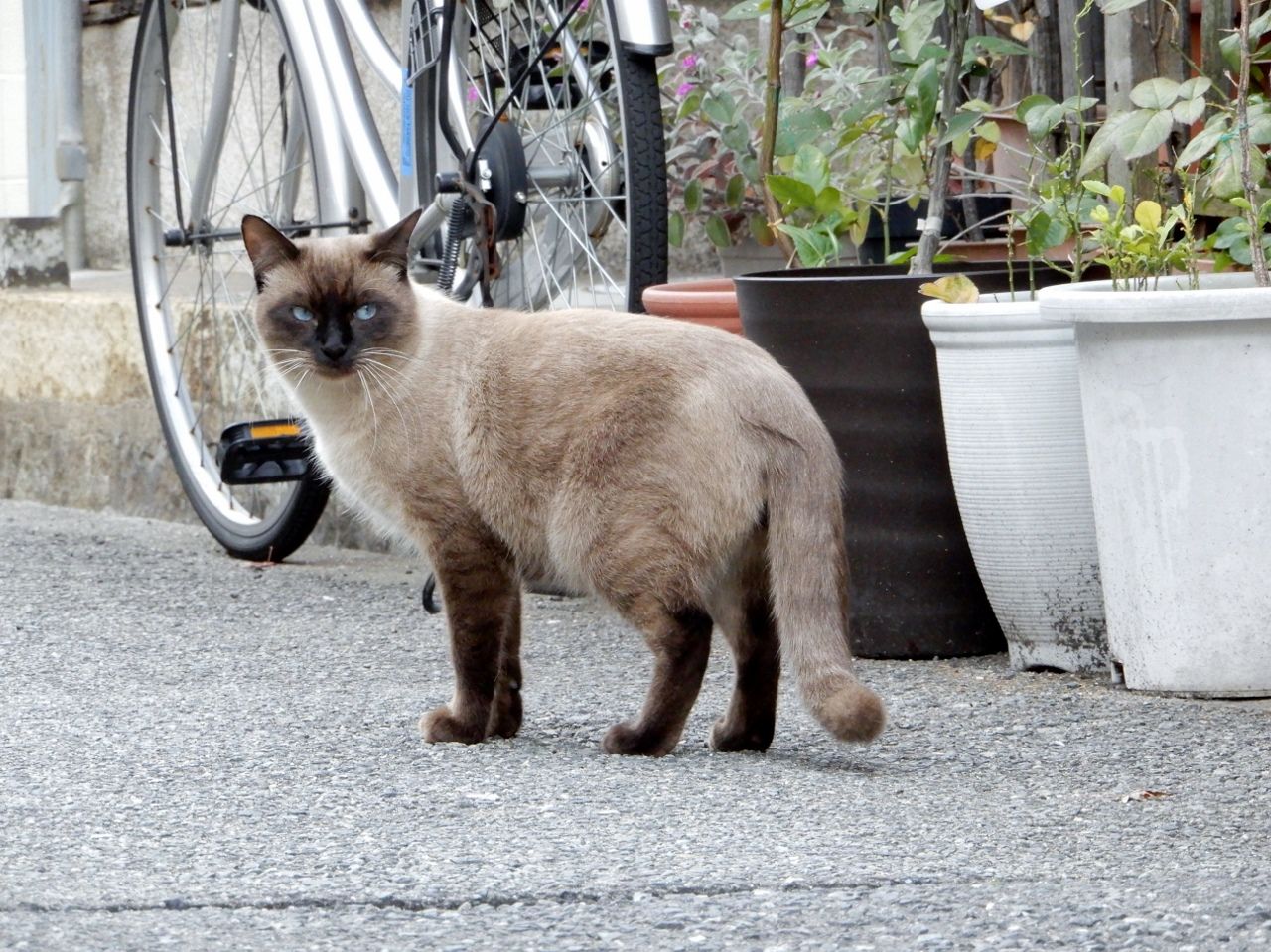 迫り来る猫たち の巻 人さまのネコ 楽天ブログ