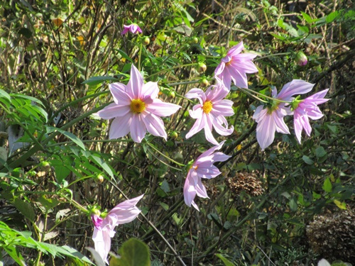 上野公園