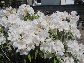 花１４シャクナゲ.jpg