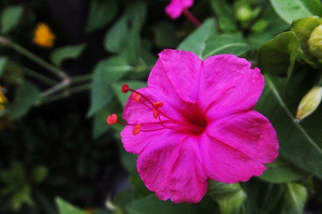 オシロイバナ 白粉花 別名 ユウゲショウ オシロイバナ科オシロイバナ属 なんでもあり工房 のブログ 楽天ブログ