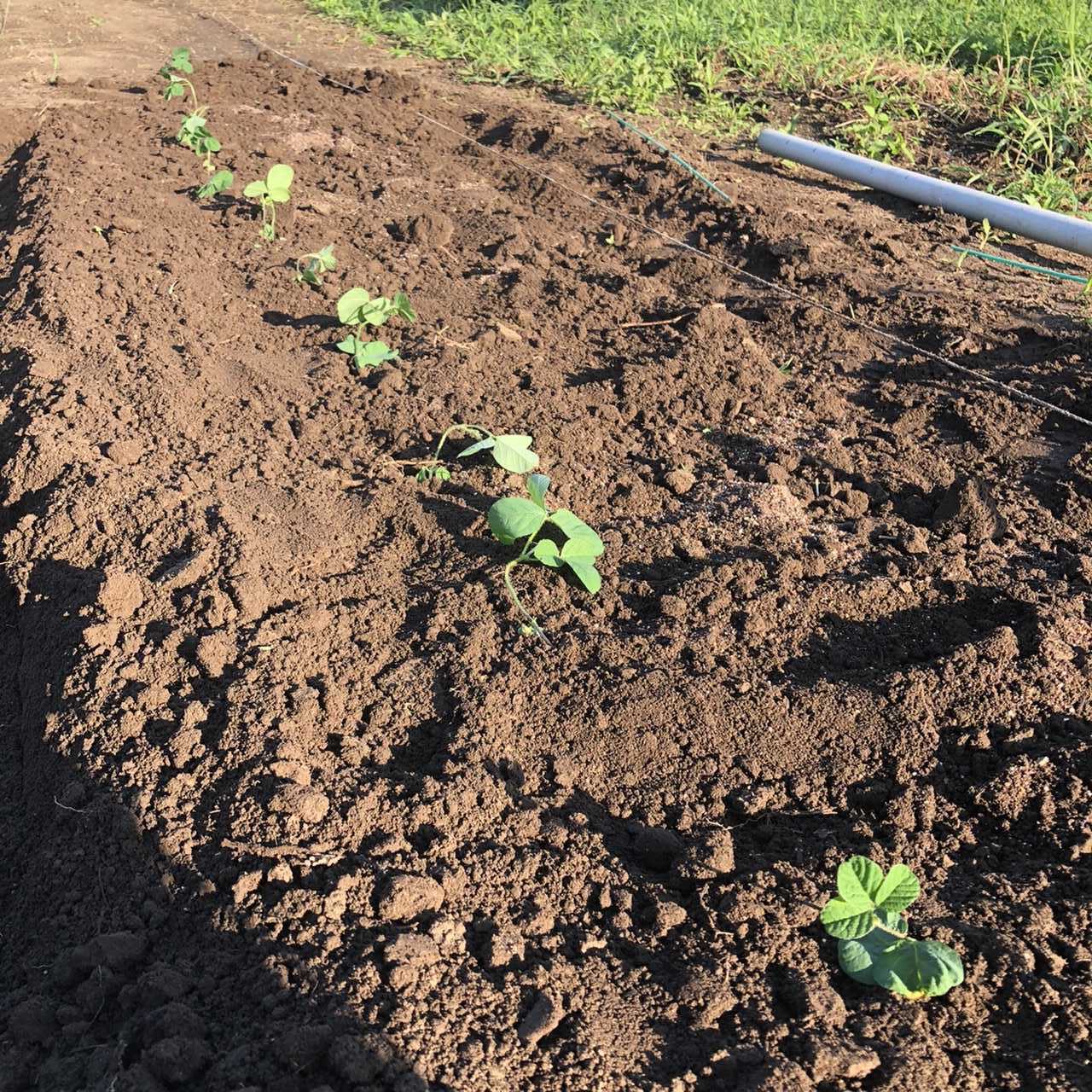 見事に徒長した丹波黒豆を植えてきました とりあえず斜め植えで ちょろ松の家庭菜園奮闘記 楽天ブログ