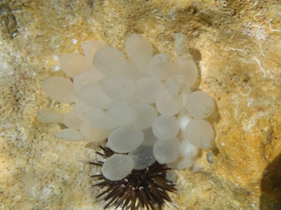 沖縄磯採集2012年8月下旬22　アオリイカ（Sepioteuthis lessoniana C）の卵嚢