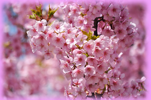 桜５