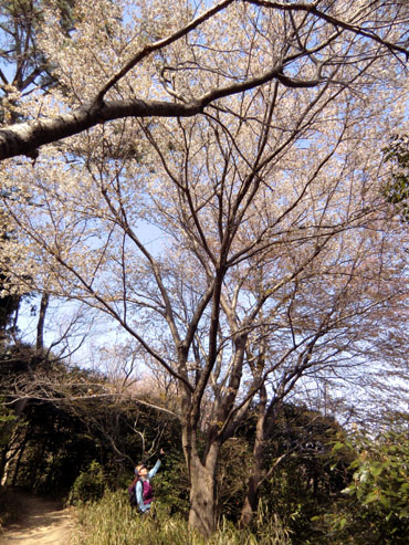 山桜の大木