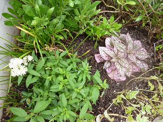 P1210784ss.jpg