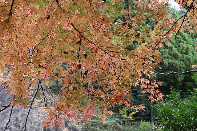 紅葉