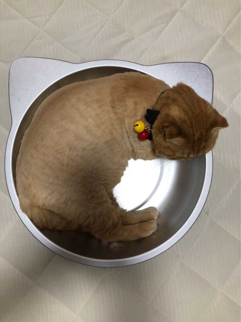 サマーカット完成体とはいかないけど まっいっか ねごのおうち 楽天ブログ