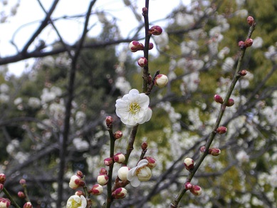 山田池公園の梅「白牡丹」