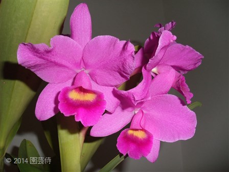 C. Fabingiana 'Mikage' AM/JOS 20141001-2