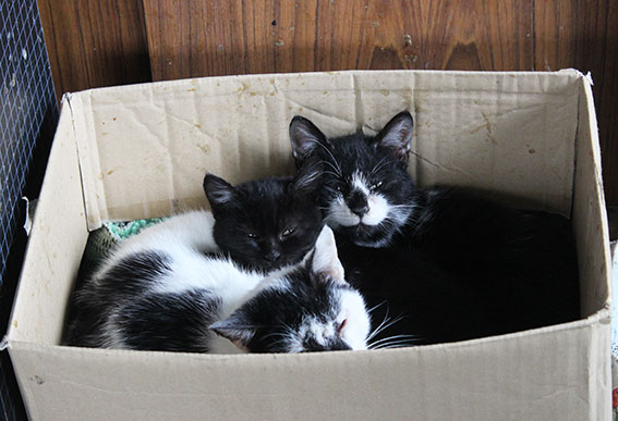 我が家のニャンコ♪2014/12/17-2