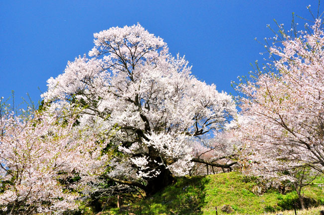 桜３
