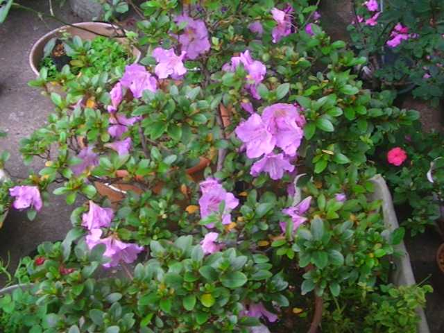 隣の庭の矢車草が綺麗です ヨッシーのガーデニング日記 楽天ブログ