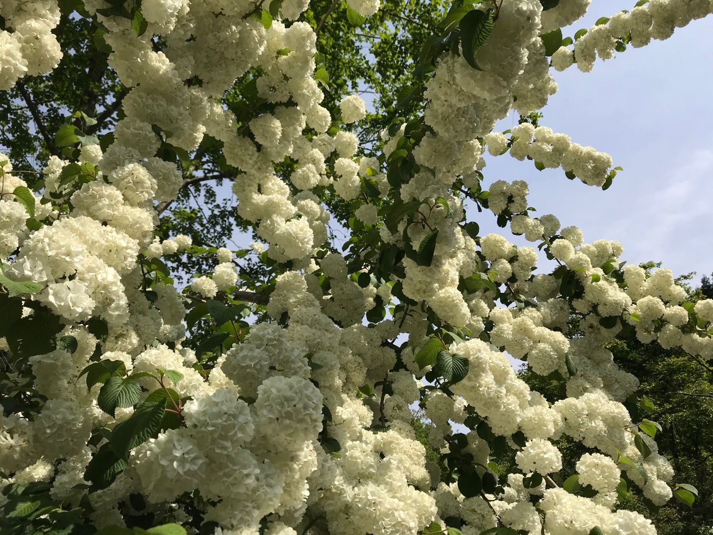 初夏の花 のん木ぶろぐ 楽天ブログ