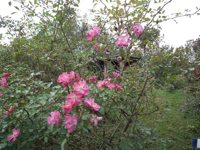 DSCF8544.JPG