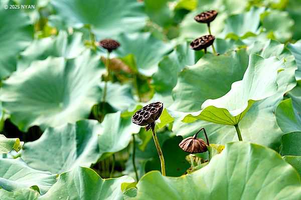 ハス:オオガハス（大賀蓮、ハス科）