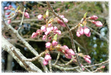 醍醐三宝院の桜のつぼみ.jpg