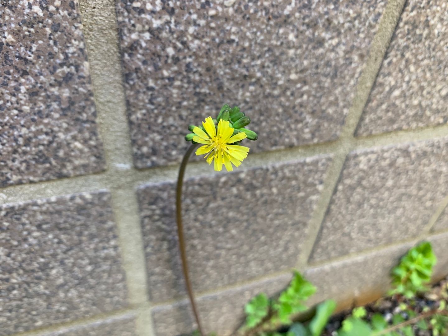 除草剤撒き 雑草取りをしました 午後もまたしてしまった Music Land 私の庭の花たち 楽天ブログ
