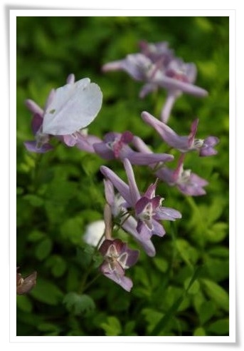 樹木公園-26 エンゴサク 15.4.22