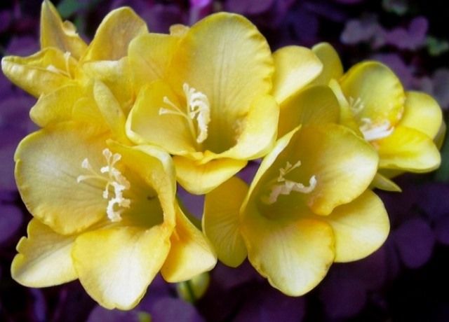 フリージャーとラナンキュラスの花 花と蕎麦とリハビリと 楽天ブログ