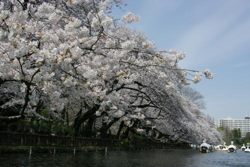 井の頭恩賜公園の桜