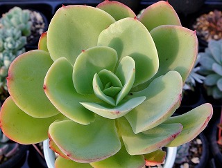 DSC_4808.jpg