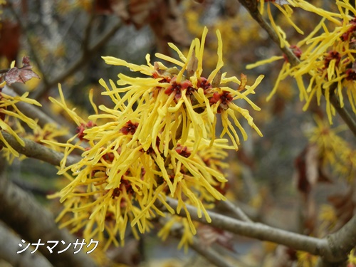 昭和記念公園にて