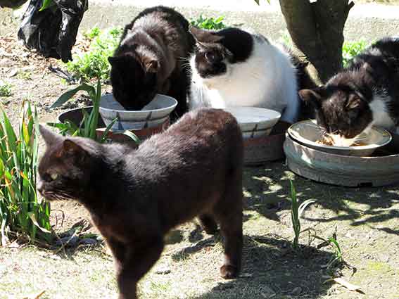 我が家のニャンコ♪2016/3/23-3