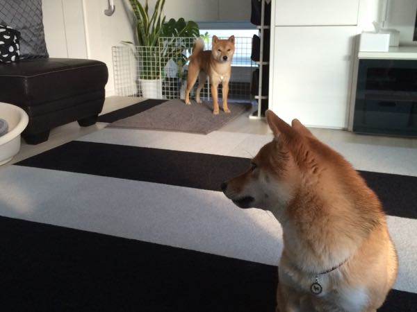 rblog-20160210015402-01.jpg