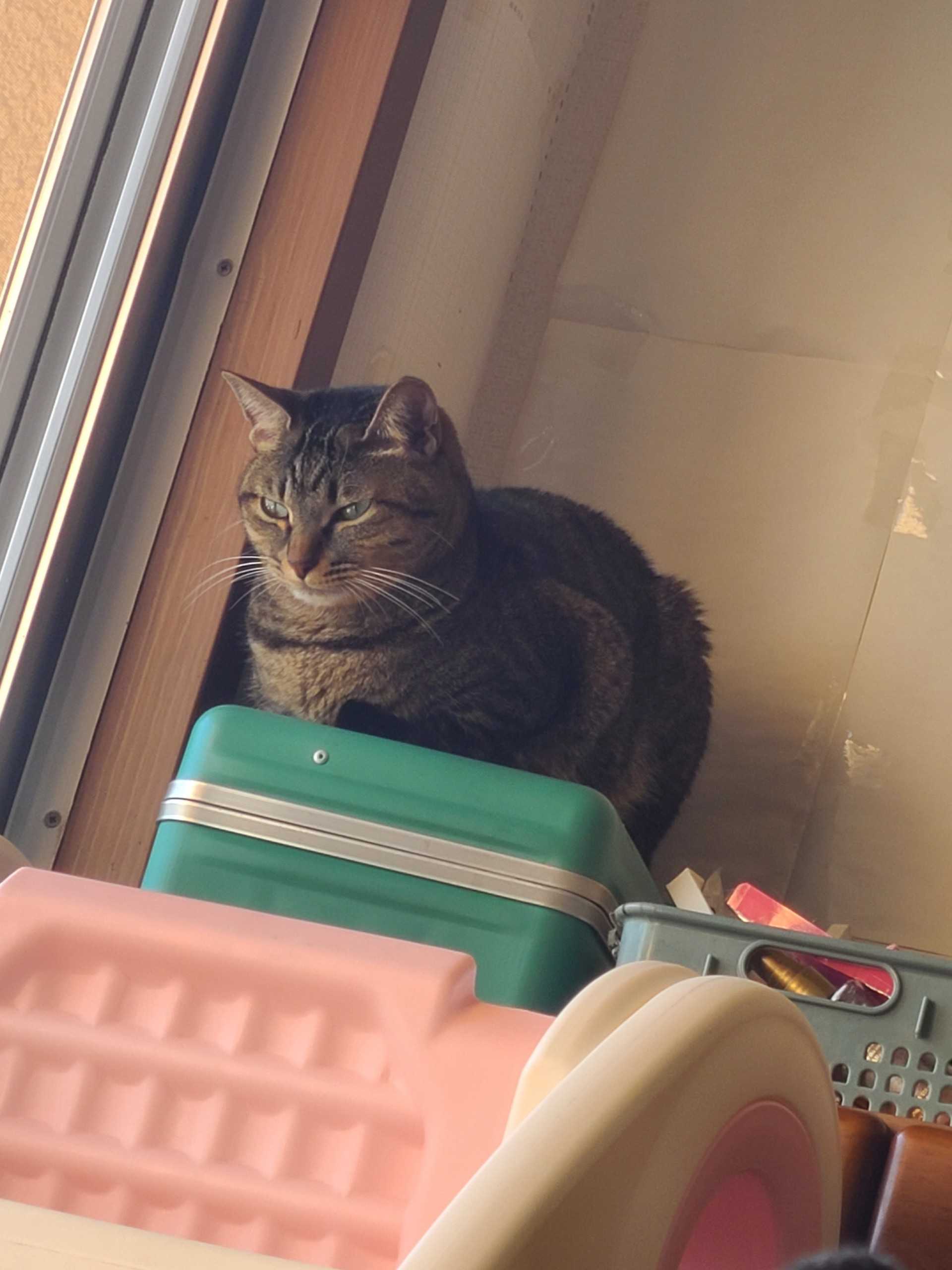 今日もくつろぐ猫ちゃん^._.^  毎日猫ブログ - 楽天ブログ
