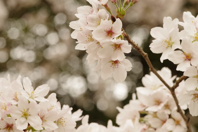 桜０２