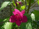 P1020800-1.jpg