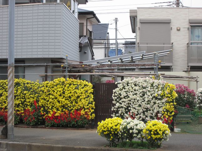 菊の花0796.jpg