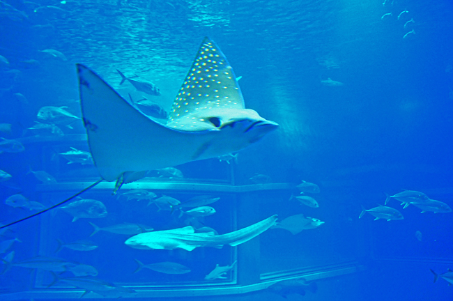 魚７