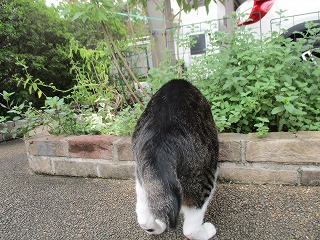 IMG_9578ss.jpg