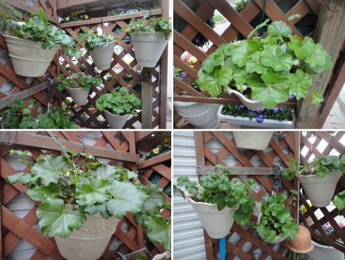 冬越しゼラニウムの植え替え