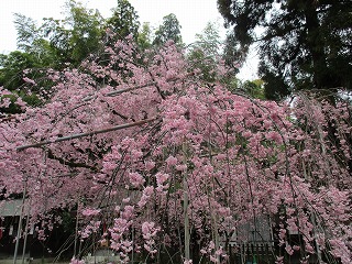 IMG_9248ss.jpg