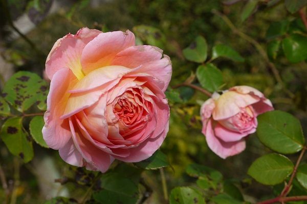 オーブ高いところで優雅に開花 マチルダまだ花ざかり アーチ オベリスクに誘引 バラの香る庭へようこそ 楽天ブログ