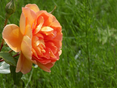 DSCN3111.JPG